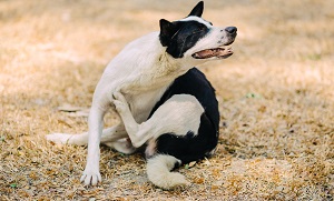 ผิวหนังอักเสบสาเหตุจากภาวะภูมิแพ้ในสุนัข